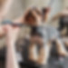 Yorkshire in the grooming salon. Caring for little friends. High quality photo.jpg